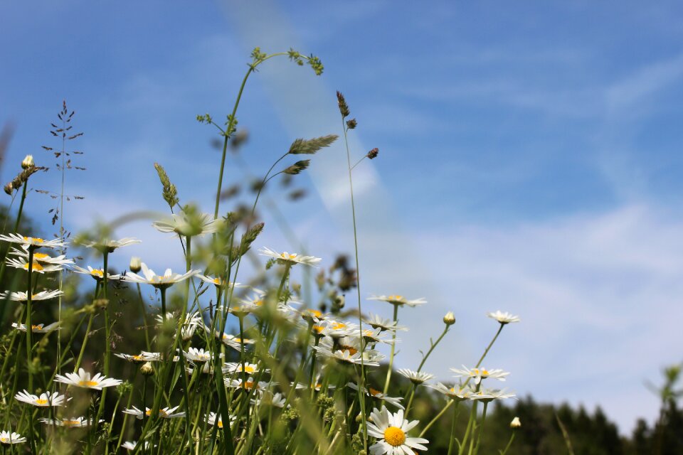 Clouds grass daisies