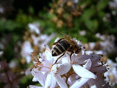 Insect worker inside queen