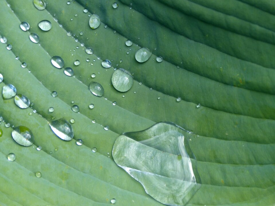 Raindrop plant sheet