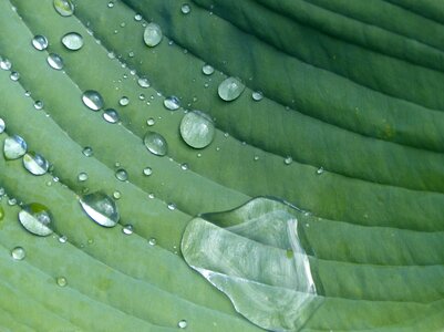 Raindrop plant sheet photo