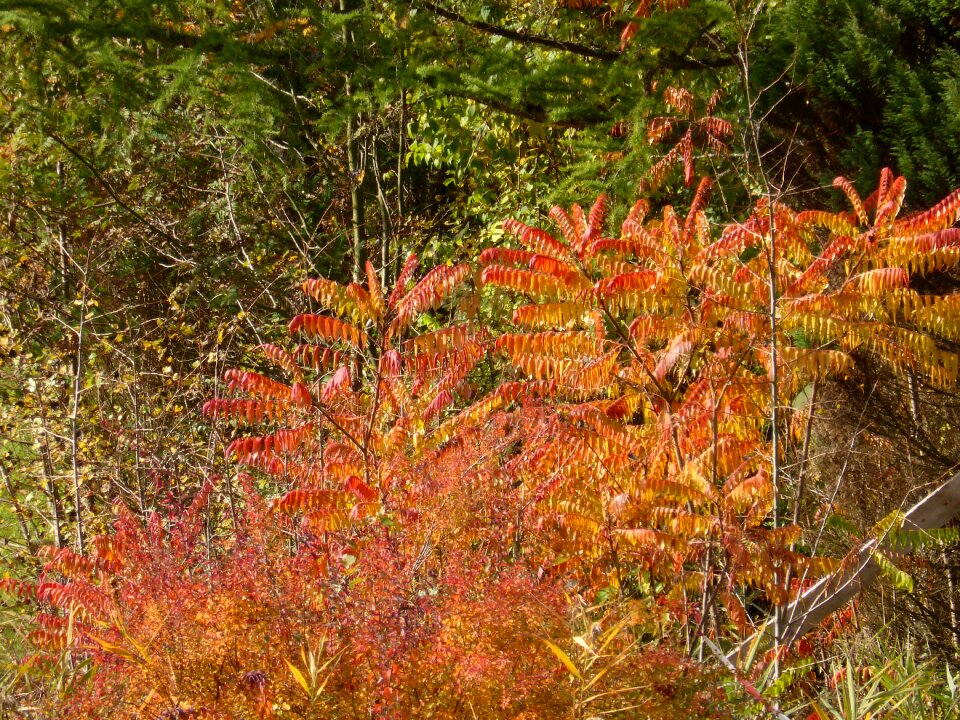 Golden autumn fall foliage leaves photo