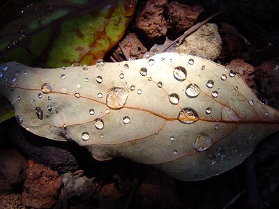 Leaf drops shadow