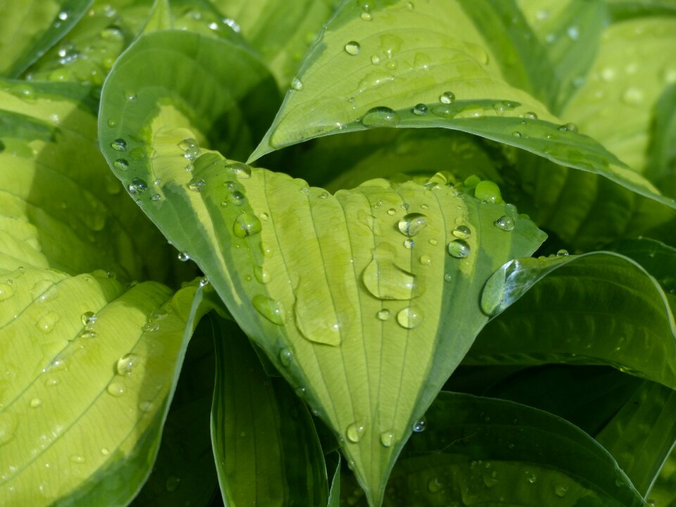 Sheet plant green
