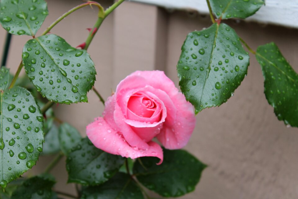Pink rose nature