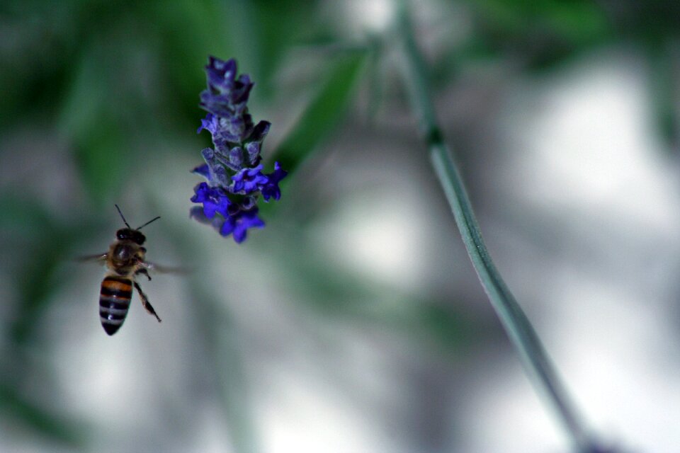Flower spring