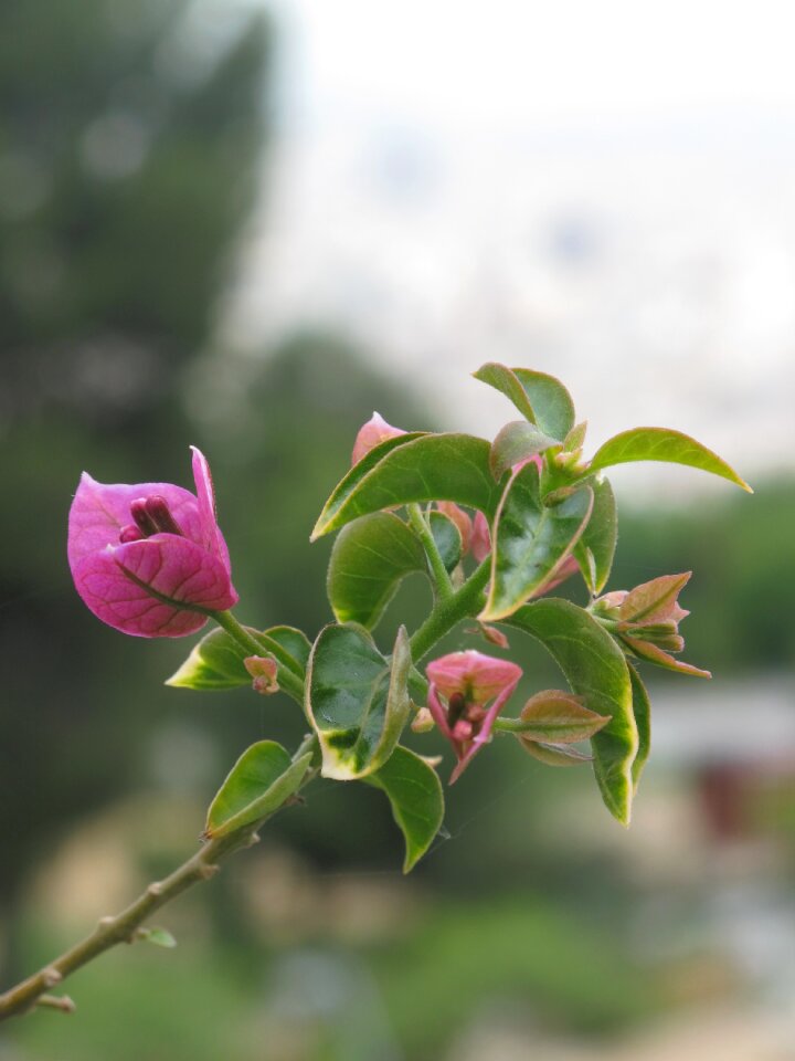 Green nature garden