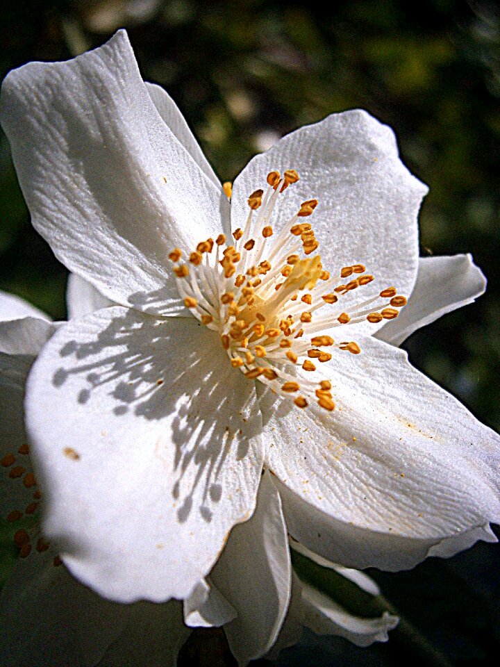 Jasmin european whistle shrub pale whistle shrub