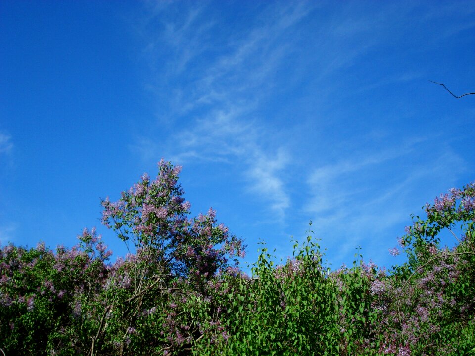 Spring lilac lilac bloom