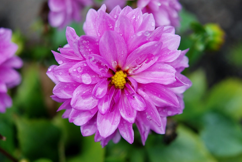 Bloom floral blossom