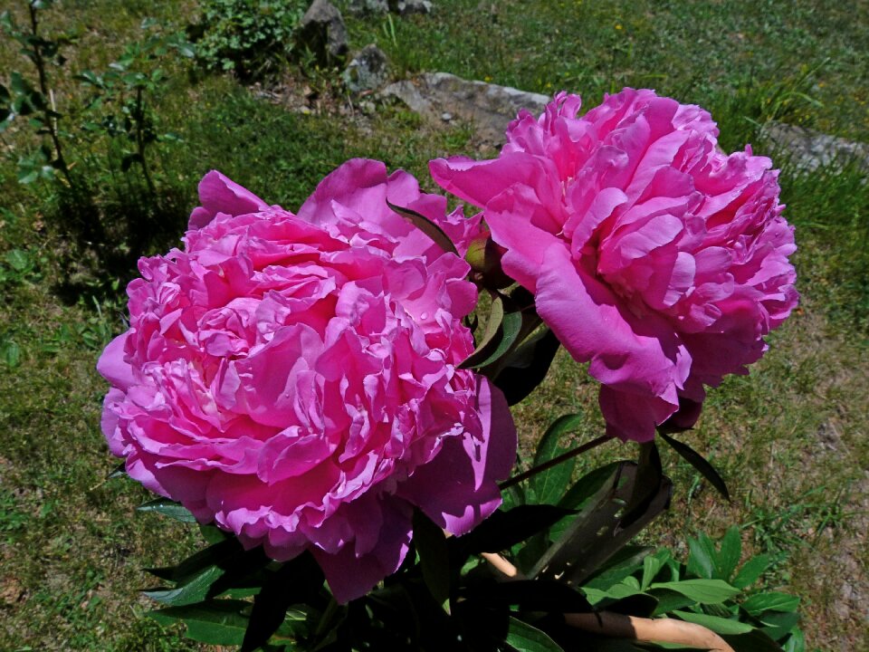 Garden spring blossomed