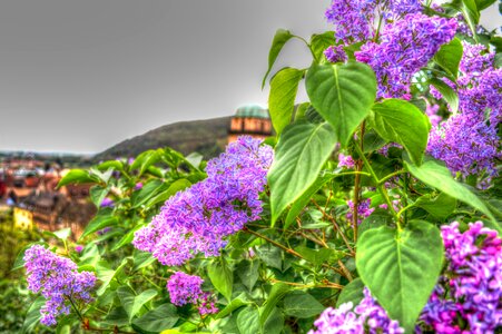 Violet flower landscape