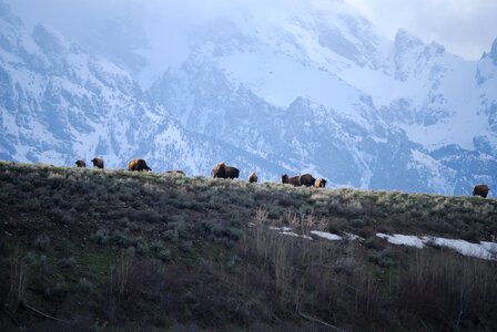 Grand teton national park bison buffalo