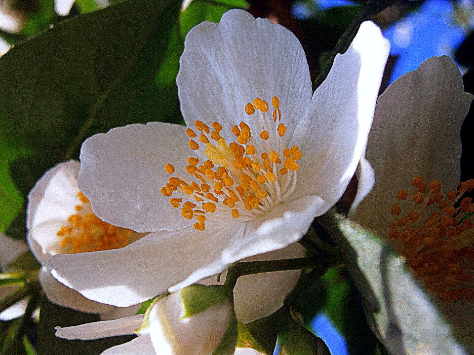 Jasmin european whistle shrub pale whistle shrub