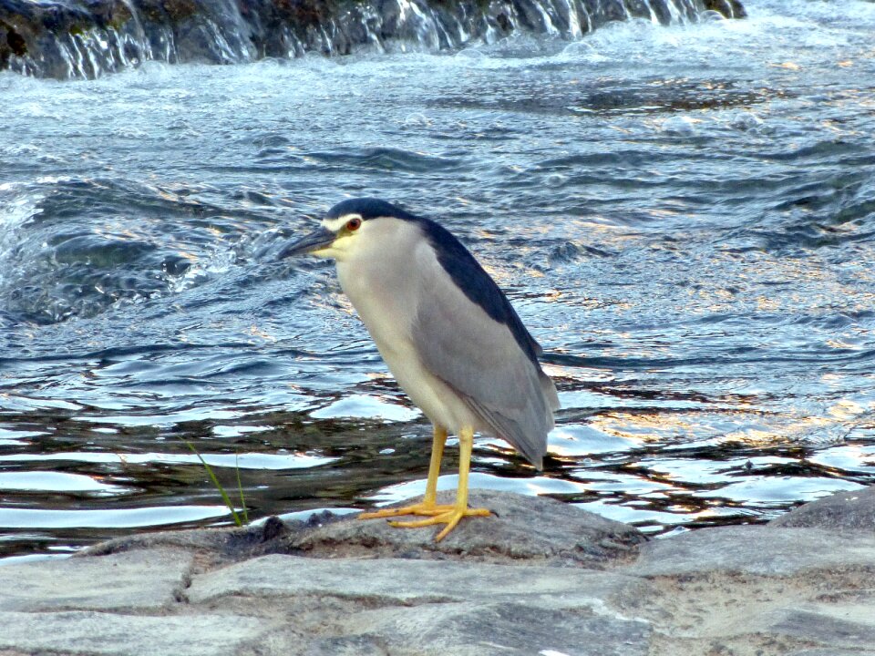 Water river nature