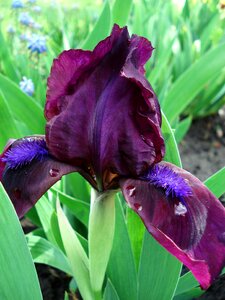 Purple irises purple flowers