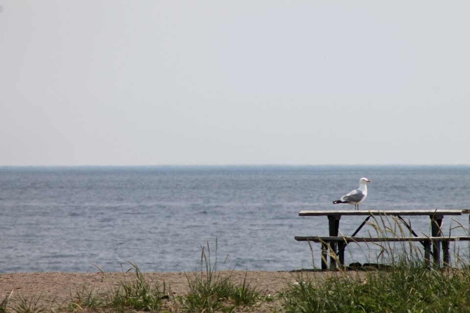Picnic table lake nature