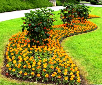 Flowers ornamental plants rush