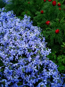 Purple flowers small flowers spider flower photo