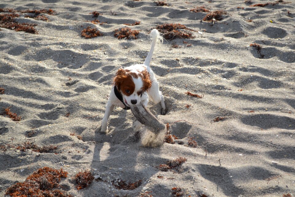 Dog beach gray king
