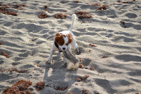Dog beach gray king