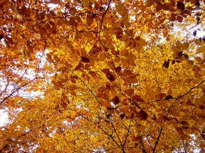 Leaves orange emerge