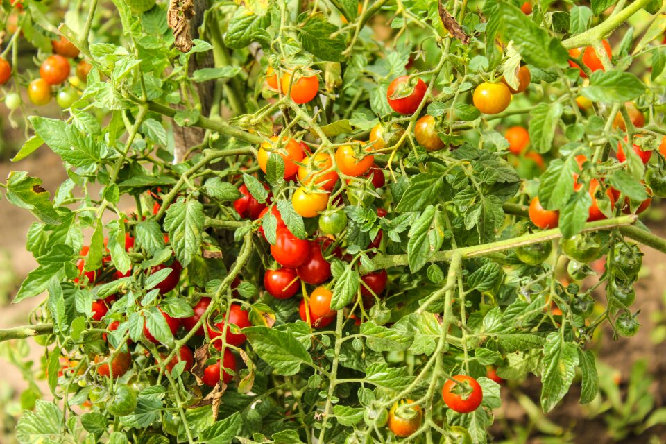 Plant tomato tomato plants