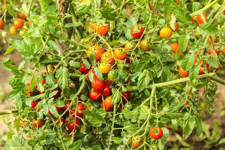 Plant tomato tomato plants photo