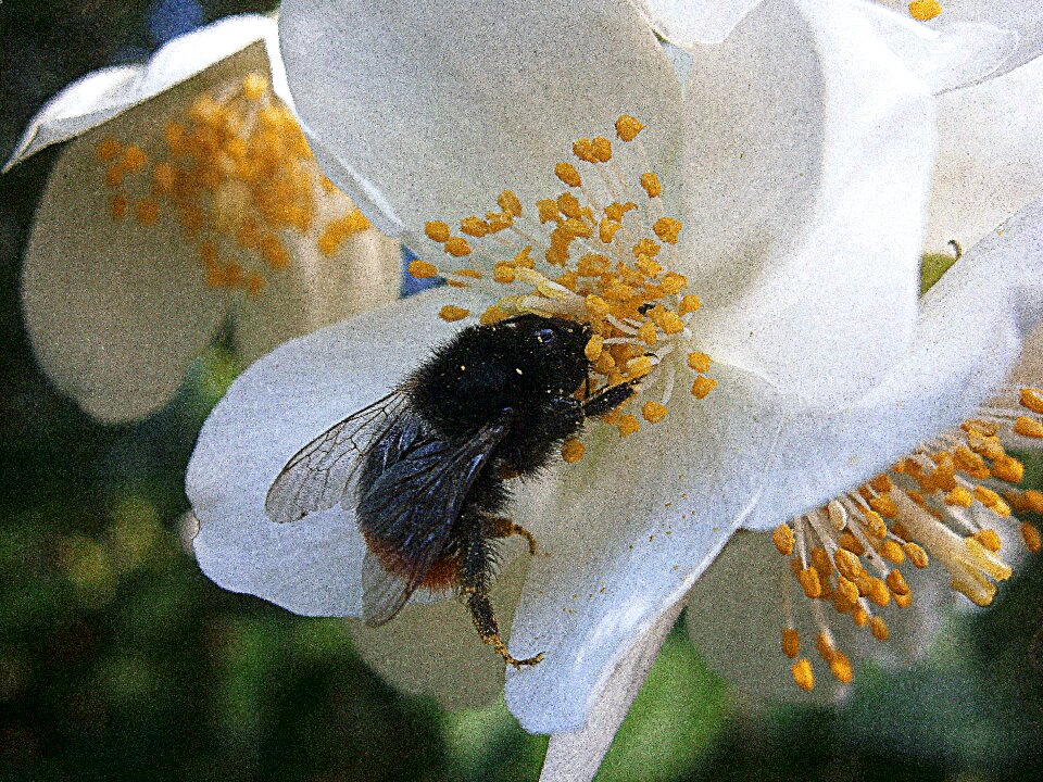 Drones people bumblebee national