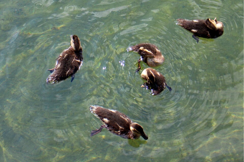 Young animals waterfowl small