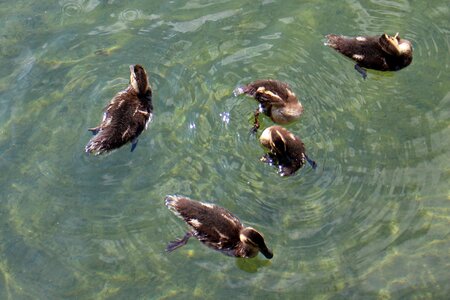 Young animals waterfowl small photo