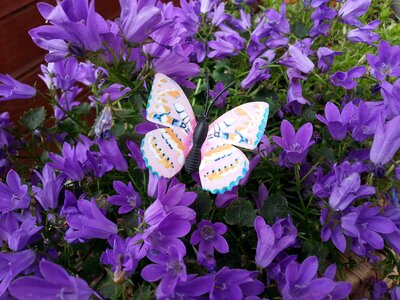 Flowers violet summer