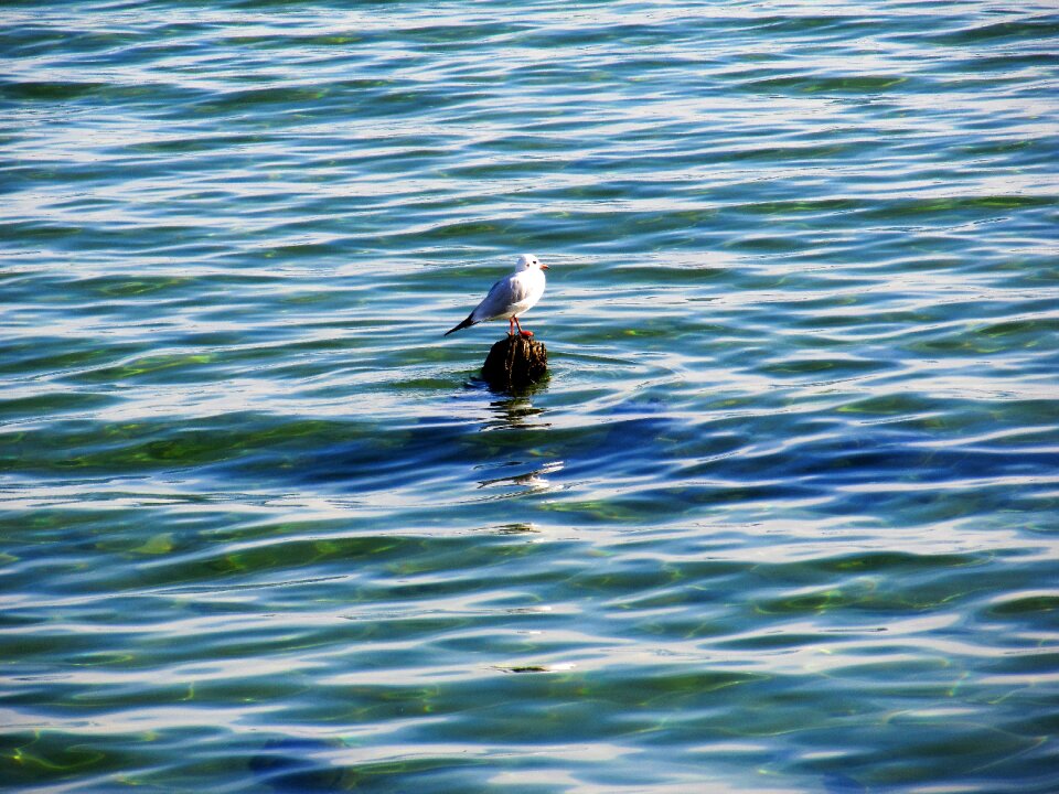 Bird lake constance lake