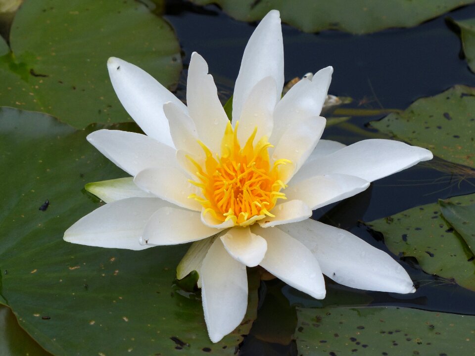 Bloom spring nuphar lutea