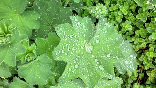 Plant shades of green spring