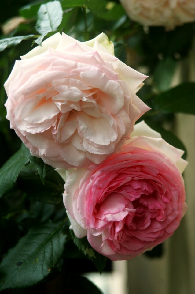 Pink flowers blossom