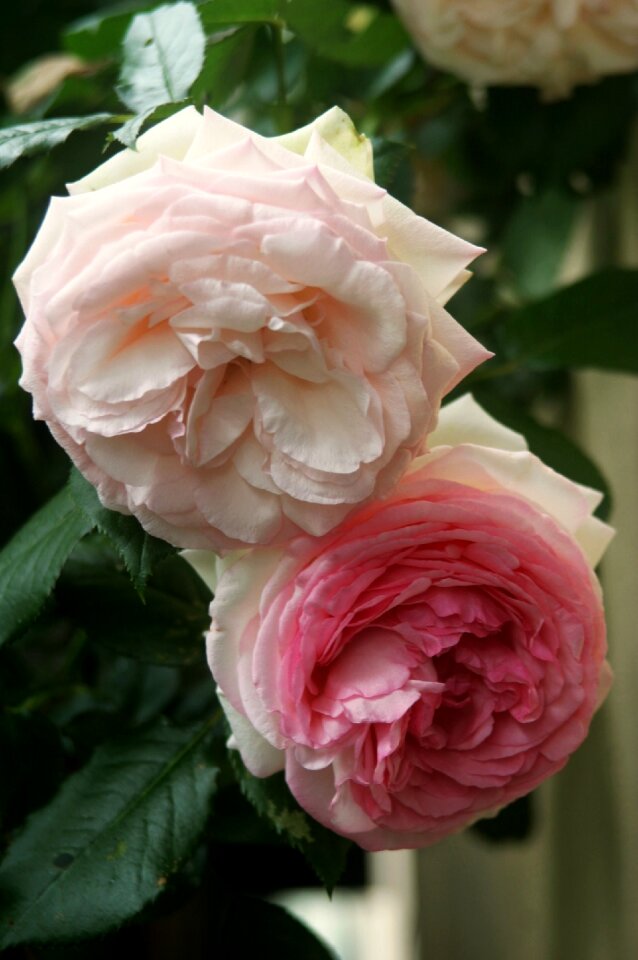 Pink flowers blossom photo