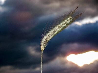 Ear sky clouds