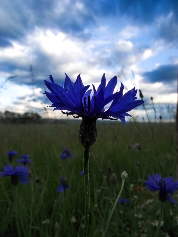 Landscape close up flower