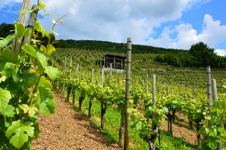 Vines stock winegrowing slope