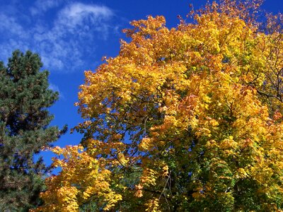 Fall foliage tree colorful