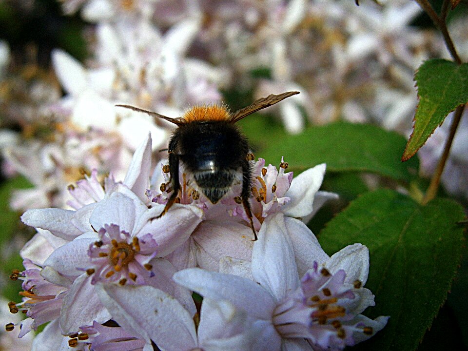 Drones people bumblebee national