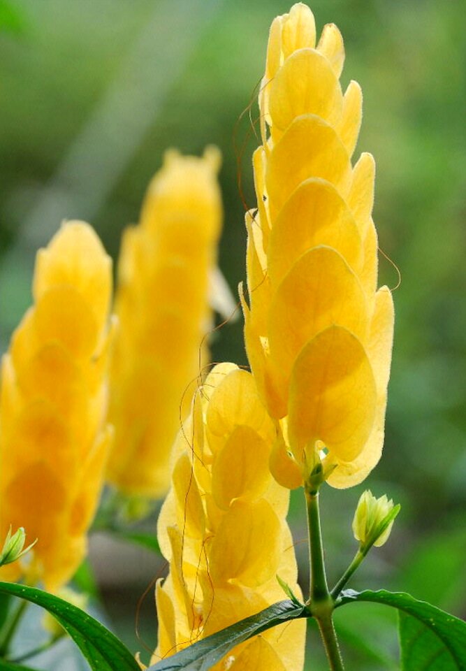 Flower flora flower bracts