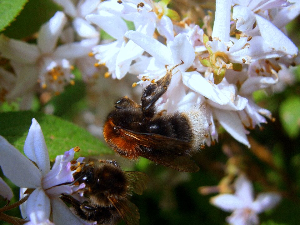 Drones people bumblebee national