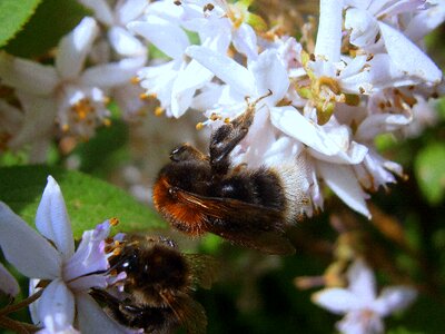 Drones people bumblebee national photo