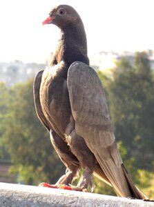 Pigeon birds beautiful