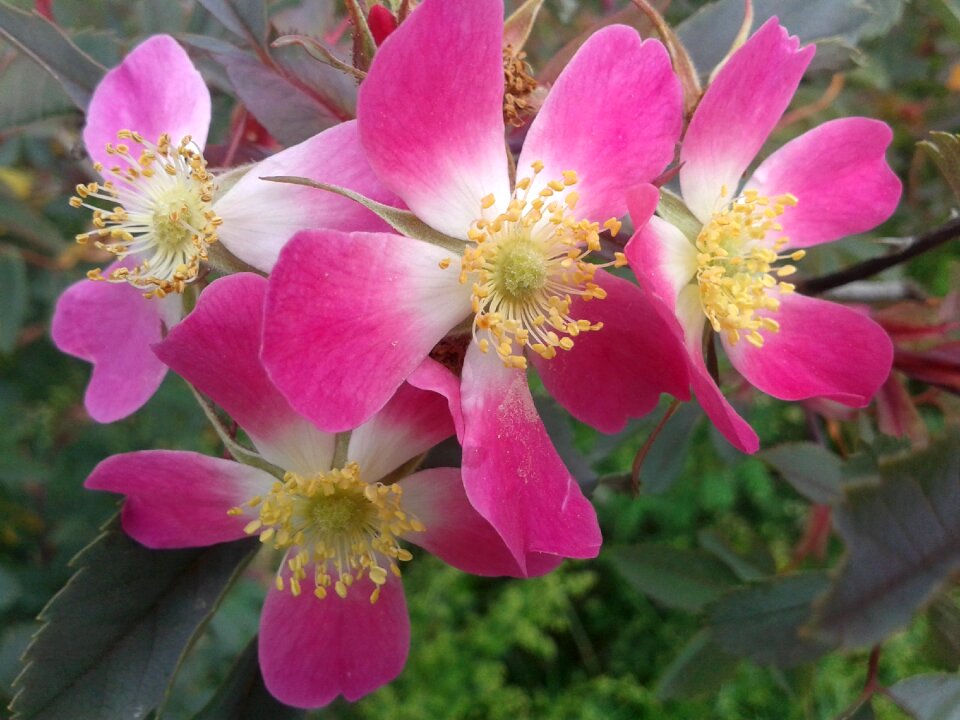 Park bush roses pink photo