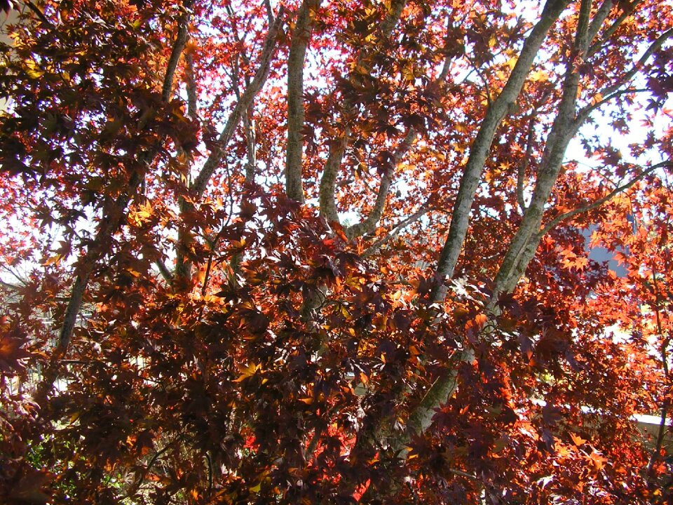 Plant fall leaves tennessee