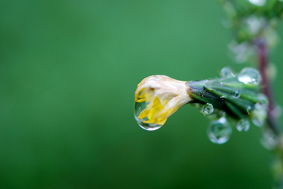 Plant waterdrop water drop