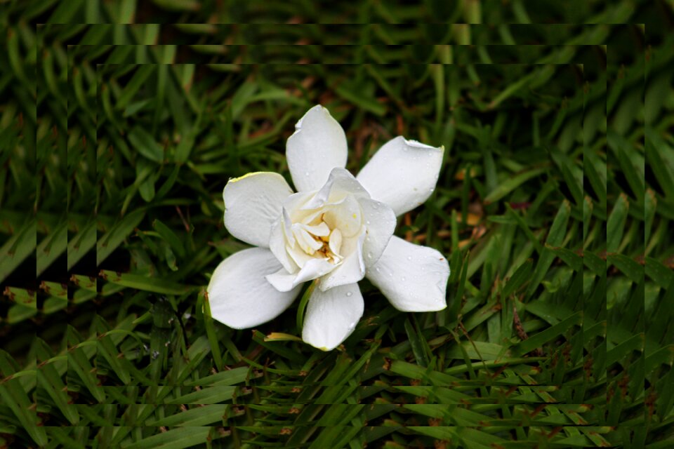 Nature petals