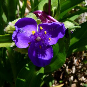 Flower violet garden
